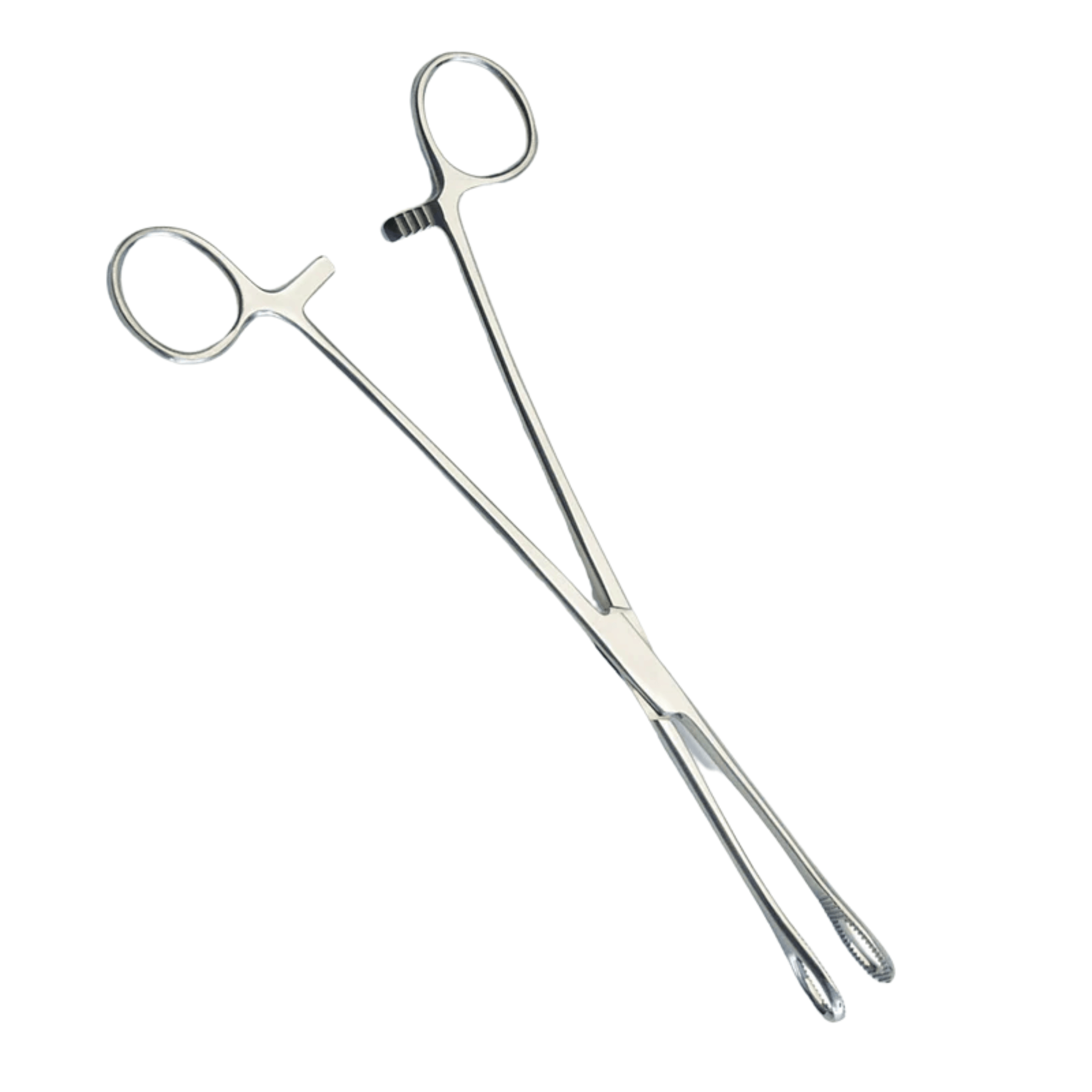 Basic Rampleys Sponge Forceps- 24 cm